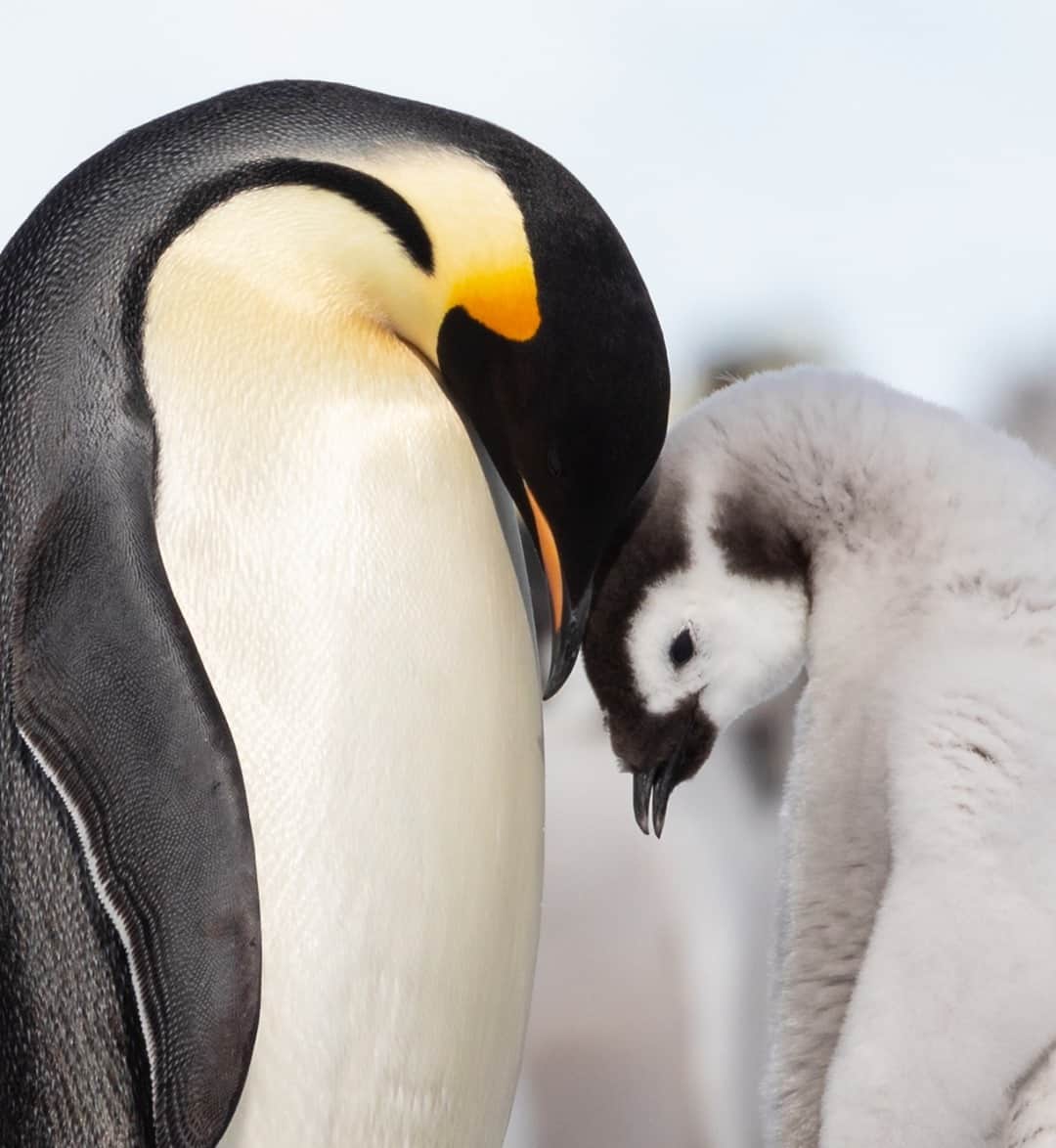 Canon UKさんのインスタグラム写真 - (Canon UKInstagram)「A heart-warming moment captured by @nickipollack in Antarctica. 🐧  Camera: EOS 5D Mark IV Lens: EF 100-400mm f/4.5-5.6L IS II USM at 400mm Shutter Speed: 1/8000, Aperture: f/5.6, ISO 320」12月22日 1時30分 - canonuk