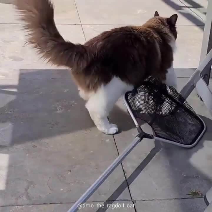 Aww Clubのインスタグラム