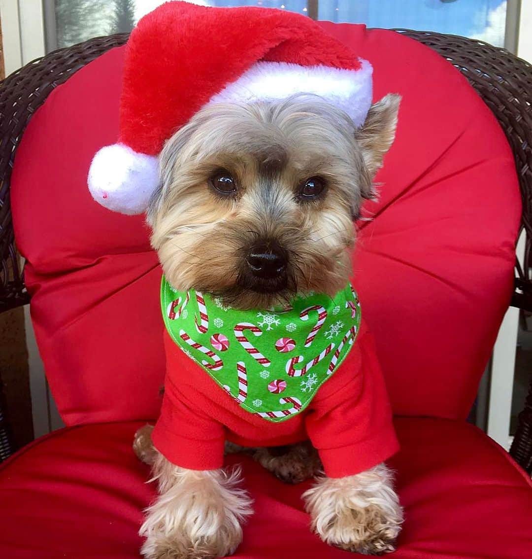 さんのインスタグラム写真 - (Instagram)「Maxito 💭 Only four days until Christmas! 🎅🏼♥️🥰❌⭕️🎄 #AreYouReady #ChristmasIsAlmostHere #TooLateToBeNice 😂 #TBM」12月22日 2時13分 - happyyorkiefamily