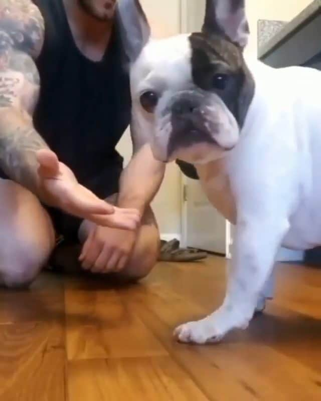 French Bulldogのインスタグラム