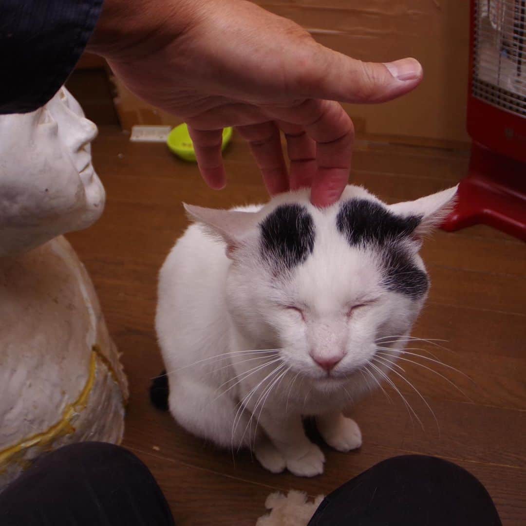 Kachimo Yoshimatsuさんのインスタグラム写真 - (Kachimo YoshimatsuInstagram)「一年前のナナクロ Nanakuro a year ago Photo:2019.12.21 めちゃくちゃ甘ったれ。  #うちの猫ら #nanakuro #ナナクロ #猫 #ねこ #cat #ネコ #catstagram #ネコ部 http://kachimo.exblog.jp」12月22日 2時44分 - kachimo