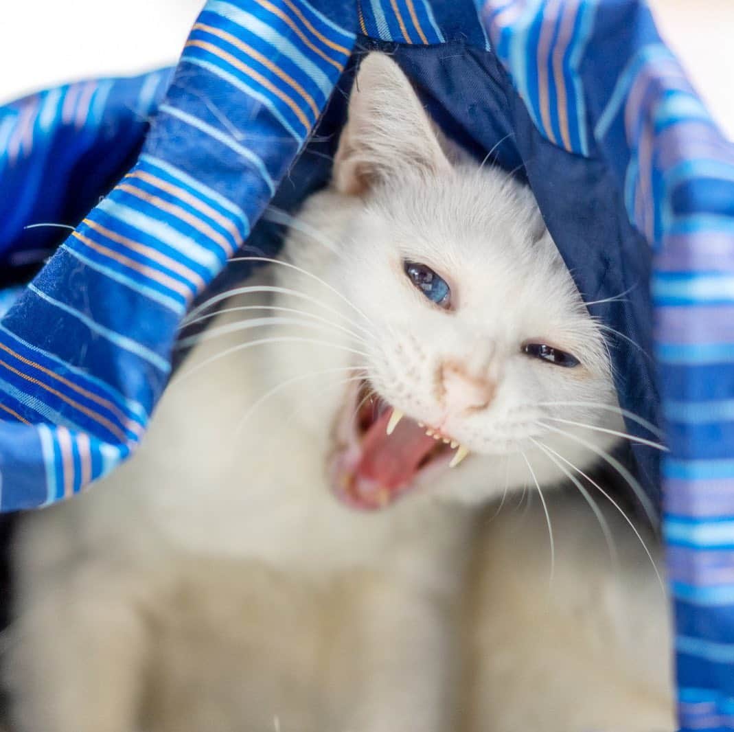 プンクマさんのインスタグラム写真 - (プンクマInstagram)「ふいにベッドの上の半纏をめくったら白い悪魔が現れた。 シャー！まだ使っているでしょ。by青彩 #青彩 #ブルーアイズ #猫 #ねこ #blueeyes #cat #catstagram #catsofinstagram #neko」12月22日 8時19分 - pnkm913