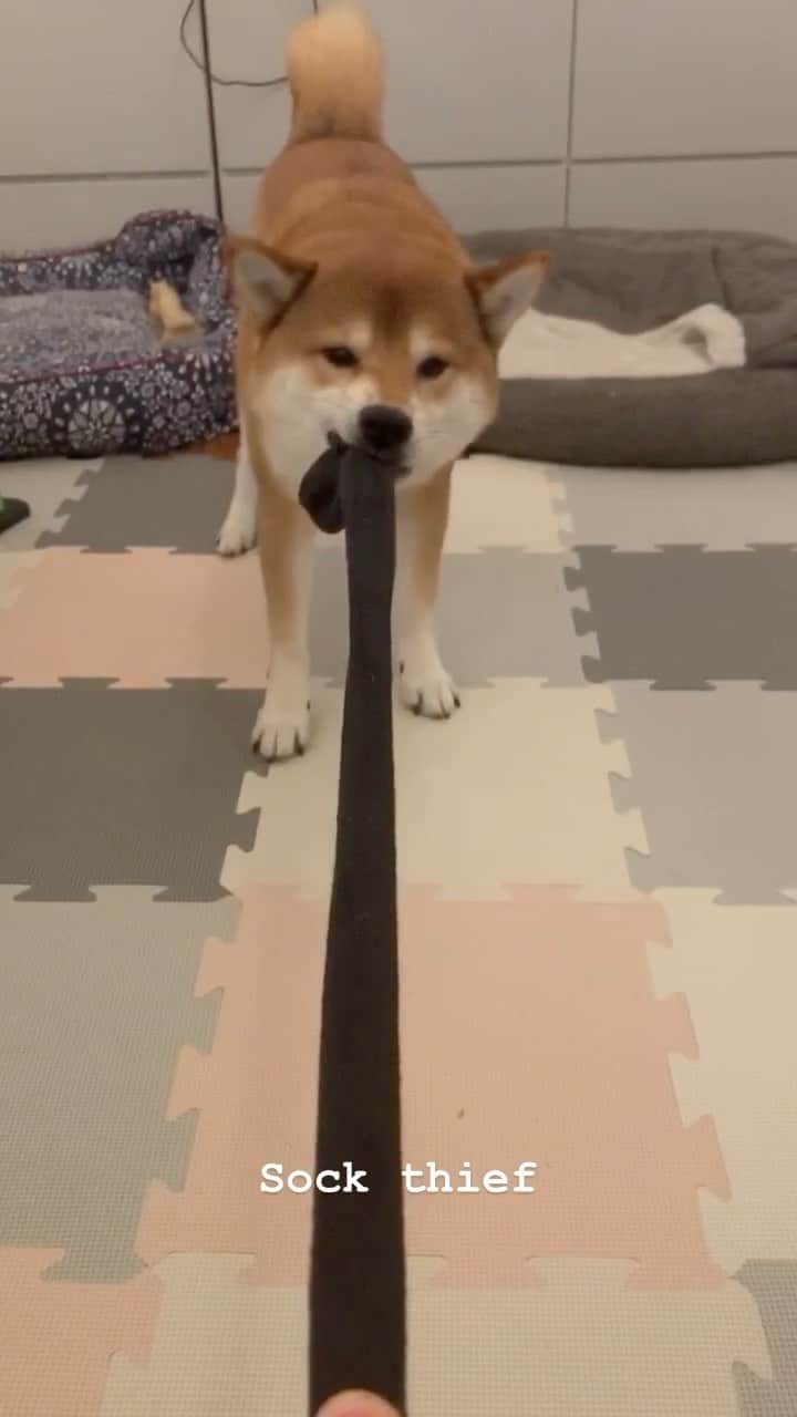 ?Fricko the Shiba Inu?のインスタグラム：「Dirty sock is the best toy 🧸 #shiba #shiba」