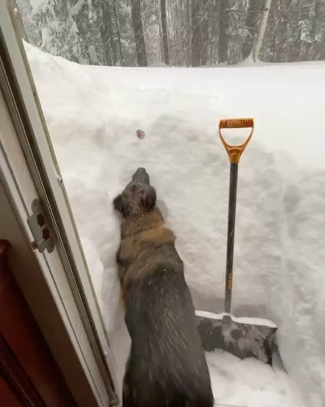 DogsOf Instagramのインスタグラム：「“Who needs a snow plow when you have a dog?” — @derekrodenbeck   #dogsofinstagram #dogsofsnow #dogsofwinter」