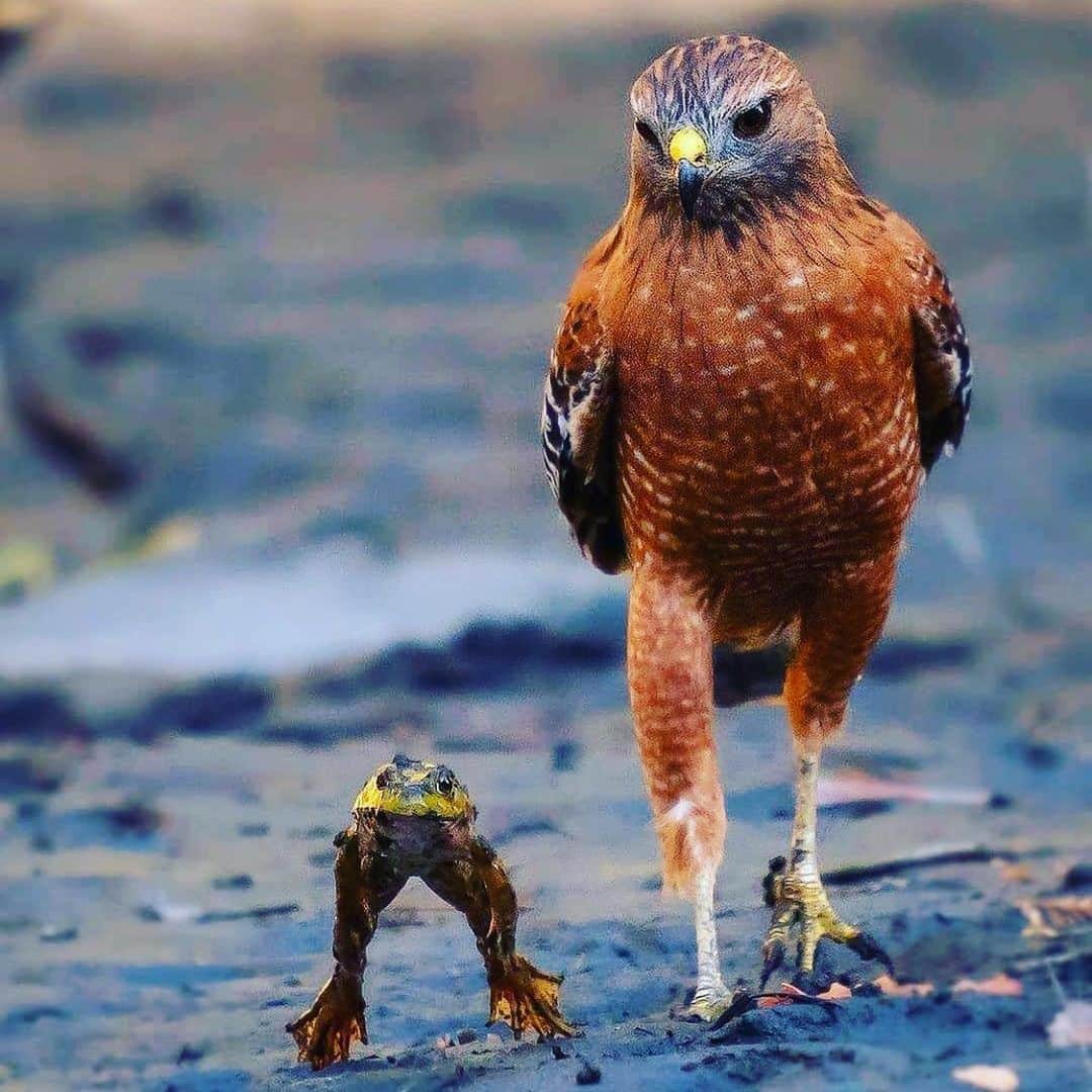 コンスタンス・ジマーのインスタグラム：「I’m the frog and the hawk is 2020. 📷: @randy_simplelife @wildglobe #mondaymotivation」