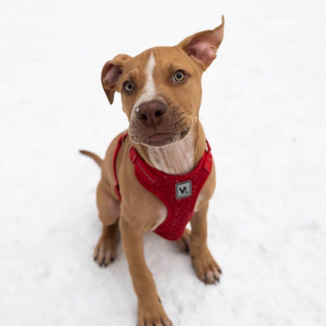 The Dogistさんのインスタグラム写真 - (The DogistInstagram)「Gary, Pit Bull mix (4 m/o), Tompkins Square Park, New York, NY • “We were going to call him Daniel Craig but Gary Graham Cracker came in for the win. He gets jealous of me rubbing daddy, that’s for sure.” @garygrahamcracker , a rescue from @muddypawsrescuenyc」12月22日 3時35分 - thedogist