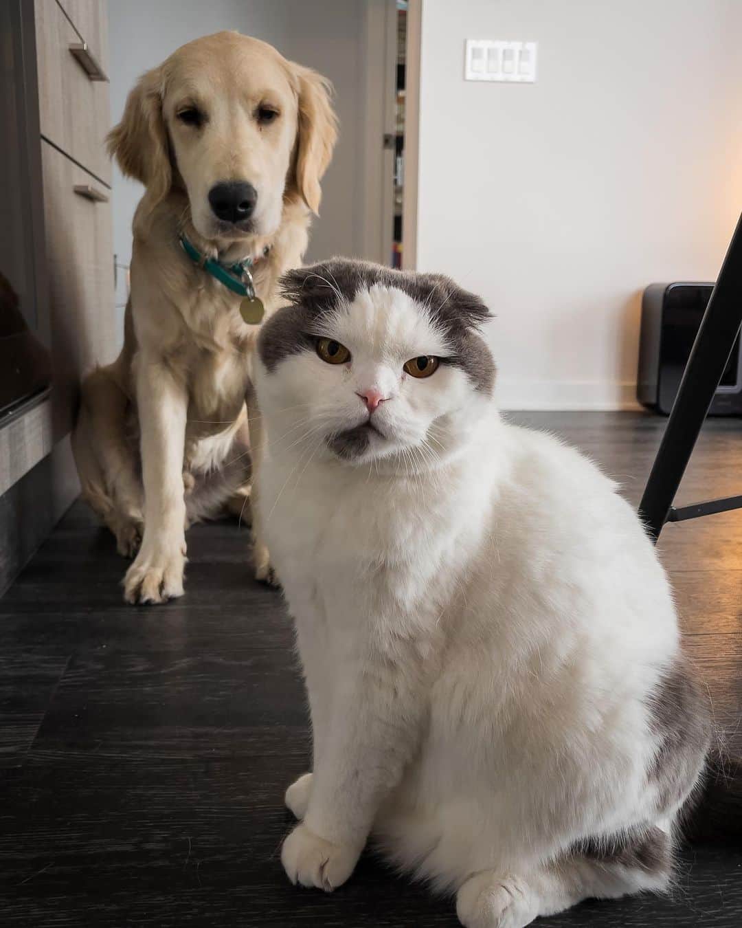 サイモンとマルティナのインスタグラム：「Fudgy and Meemers!  This is the closest I could get the two of them for a photo. Ive got my fingers crossed that one day they’ll be spooning together, but for now I’m happy that they’re ok with sniffing each other’s butts lol.」