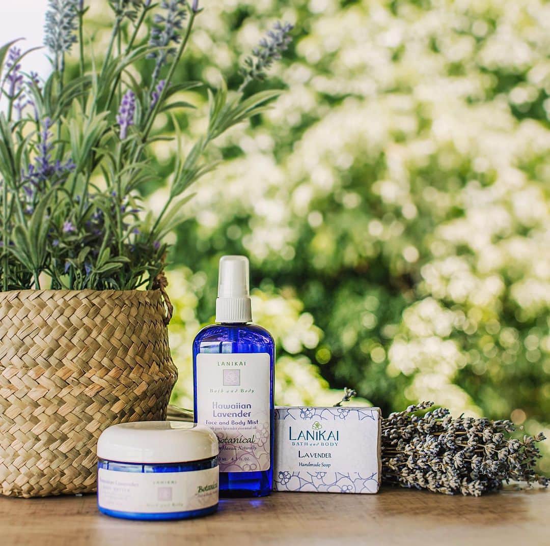 Lanikai Bath and Bodyさんのインスタグラム写真 - (Lanikai Bath and BodyInstagram)「Lavender works wonders on calming nerves and providing a sense of well being–it can slow down “hectic” in a hurry. Shopping can be taxing on our bodies, our massage oils and lotions soothe muscles, while our sprays refresh and renew. We use the finest Organic Lavender essential oil blended with Hawaii’s healing kukui and macadamia oils. We all need lavender this time of year! Here’s to a calm, healthy, and festive season.  #lavender #calm #hustle #kukui #macadamia #psoriasis #rosacea #skincare #cbd #relax #thcfree #wellness #organic #balm #hawaii #raw #coconutoil #natural #green #nature #stressfree #painmanagement #remedy #lanikaibathandbody #kailua」12月22日 4時13分 - lanikaibathandbody