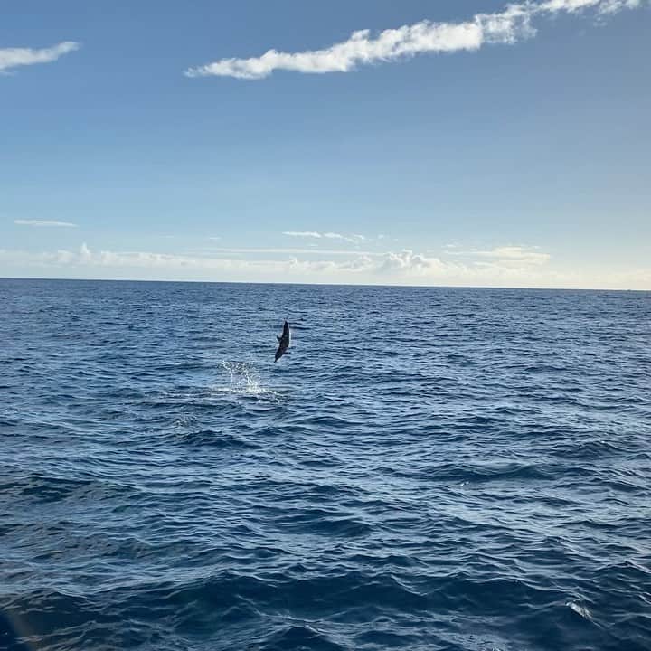 カミール・グラマーのインスタグラム：「☀️ Baby dolphin showing off during a celebratory birthday cruise for the beautiful @palomafield Thank you @terry.field and @mfieldart for the impromptu invite.」