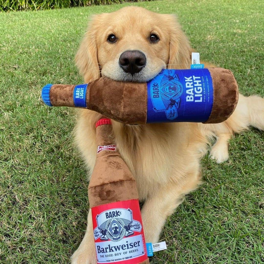 BarkBoxのインスタグラム：「Last minute gift idea for a dog-and-also-beer lover? THESE AMAZING BIG BOI TOYS WE MADE WITH @budweiserusa and @budlight. PLAY. RESPONSIBLY. YA GOOBERS.⁠ Link in bioooooooooo 🍻⁠ ⁠ @captainthegoldenn YOU ARE SO CUTE」