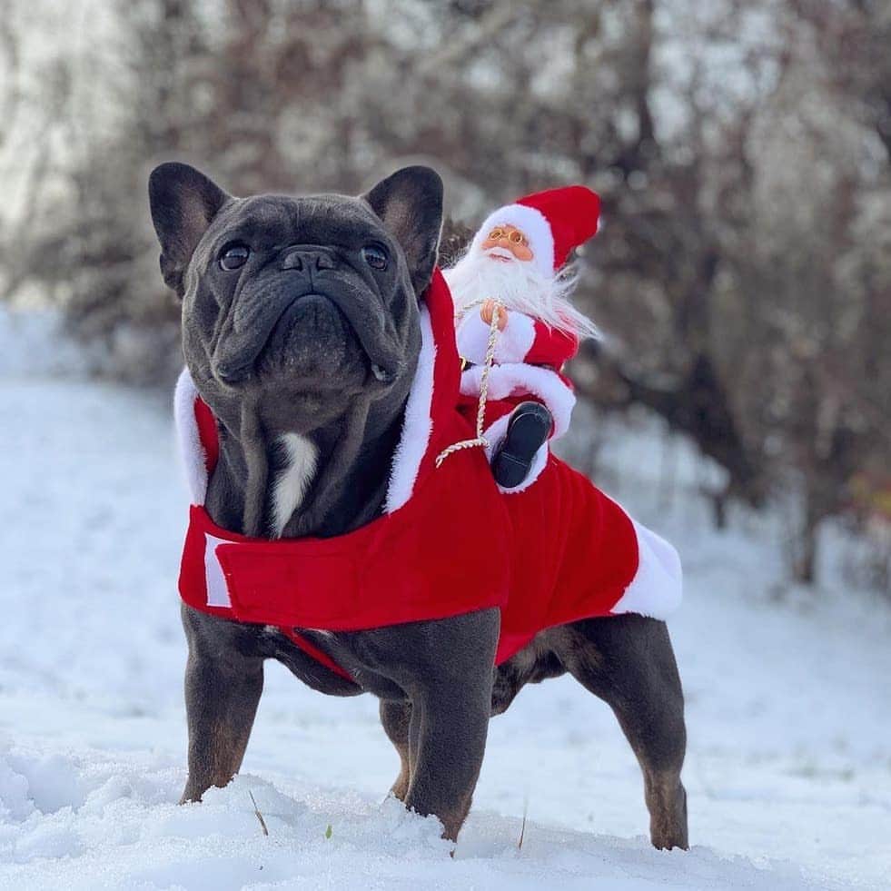 French Bulldogさんのインスタグラム写真 - (French BulldogInstagram)「I'm dreaming of a mask-free Christmas 🎄 Follow @stitchthestardog . . . . . #bulldogfrances #frenchbully #frenchbulldog #frenchie #frenchielife #frenchies ##frenchieoftheday #frenchiegram #frenchiesociety #犬バカ部 #frenchiebulldogfeature #dogmodel #犬 #いぬ #成長記録 #ブルドッグ #フレンチブル #フレンチ #ペット #dogsofinstagram #bouledoguefrançais #cute #fabfrenchies #frenchiesofinstagram #instapet」12月22日 5時22分 - frenchie.world