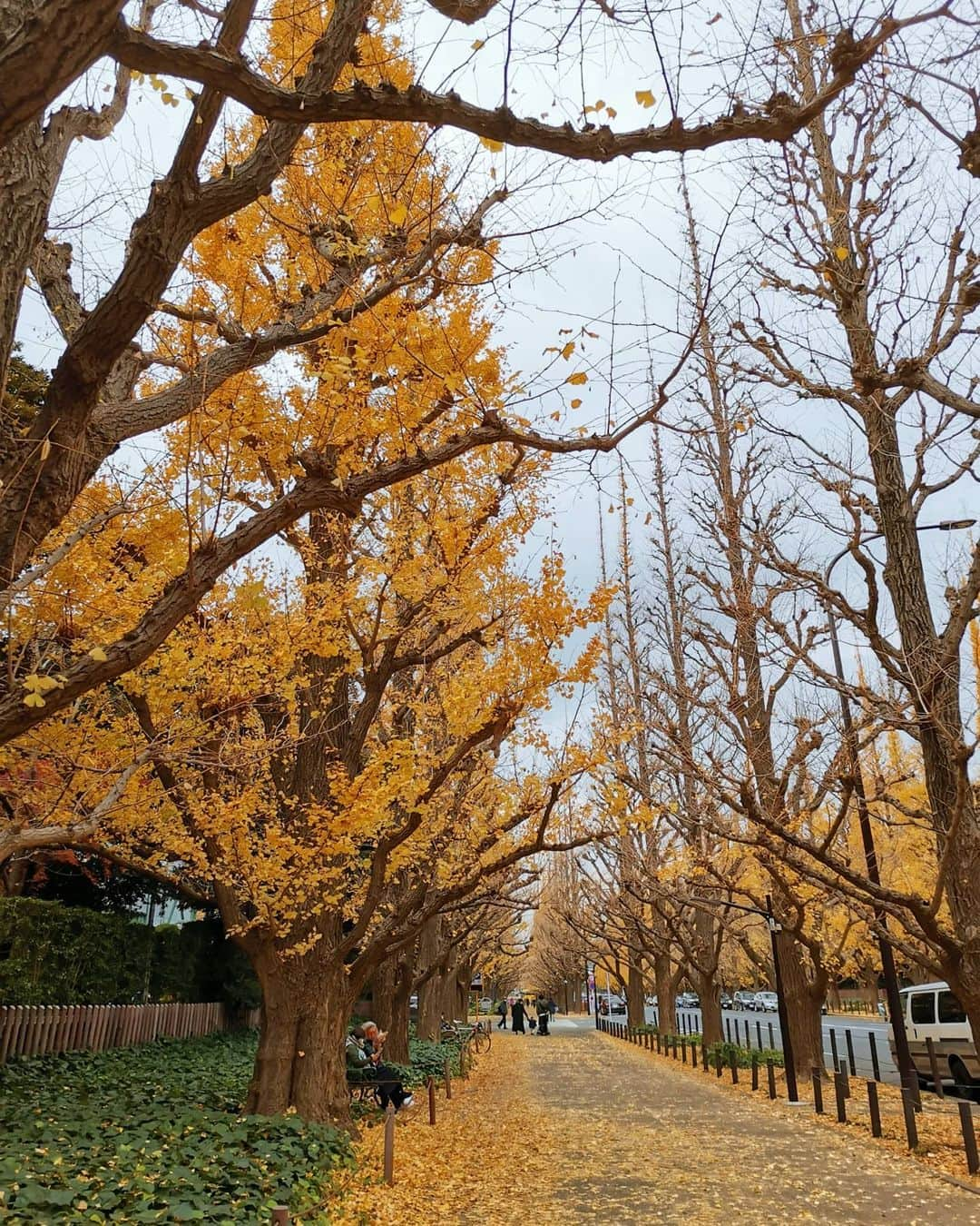 野川さくらのインスタグラム