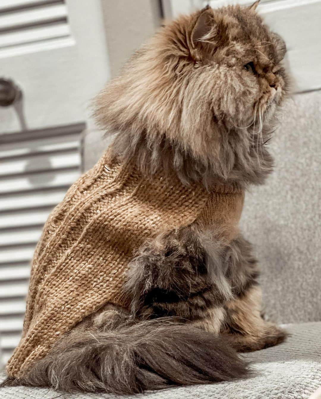 さんのインスタグラム写真 - (Instagram)「New sweater... naturally I had to share. Do we like it more then the other one? I feel like it blends with my fur #smushballfashion #fashionistacat」12月22日 5時37分 - smushball