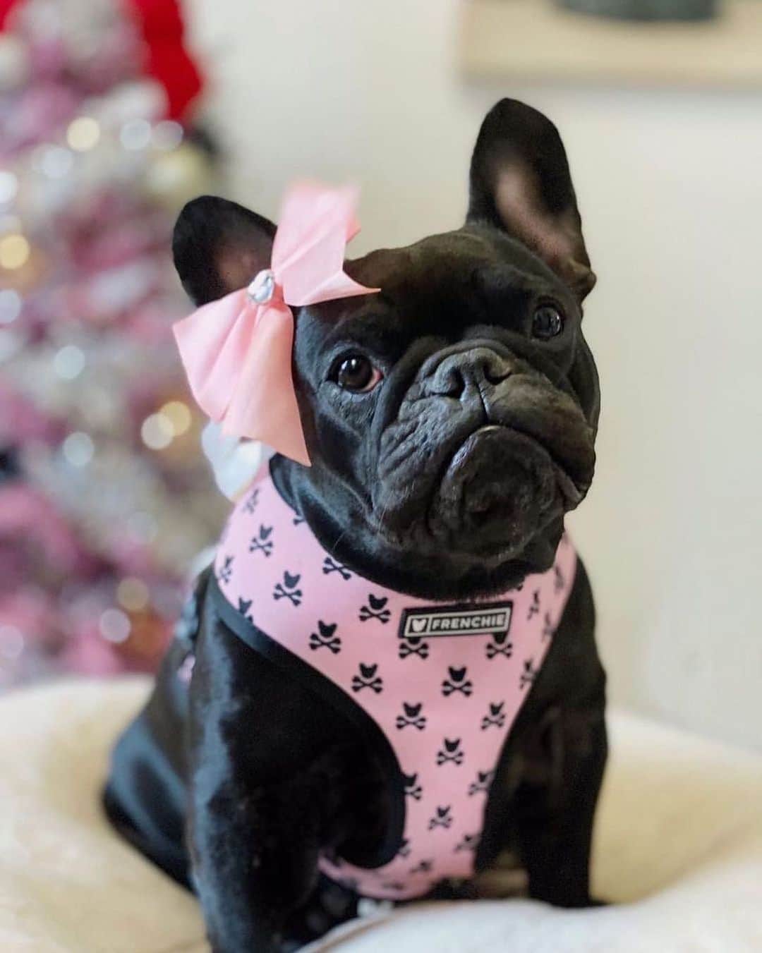 Regeneratti&Oliveira Kennelのインスタグラム：「If you don’t completely match your tree, 100%, what are you even doing? @missdonatellathefrenchie  #pinkeverything #pinkchristmas 🎀🎄🐷 .  Shop  @frenchie_bulldog ⚡️THE COOLEST⚡️ swag for your pup! 🎁 Get 10% off  with code jmarcoz10 🐾  . . . . . #frenchie #frenchies1 #dogs #pink #cute #frenchiepetsupply #frenchiesofinstagram #instafrenchie #pinkpinkpink #cutedogs #barked #9gagcute #frenchbulldog #holiday #christmas #christmastree #holiday2020 #style #dogsinclothes #pupsofinstagram #frenchbully #bulldogsworldwide #frenchielove #dailybark #woof #fluff #boopmynose #buhi」