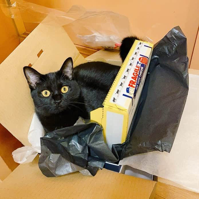 相沢あいのインスタグラム：「「後で片付けよう」と思った時には猫がいる _  #ぺーぽん #cat #kitten #catstagram #catsofinstagram #catsagram #babycat #子猫 #保護猫 #保護ねこ #仔猫 #ねこ #cat_of_instagram #cat_of_world #catlife #catlover #catlovers #fluffy #fluffycat #にゃんすたぐらむ #ねこすたぐらむ #黒猫の可愛さ伝え隊 #blackcat #黒猫 #catinthebox #今日の目線ありがとうございます」