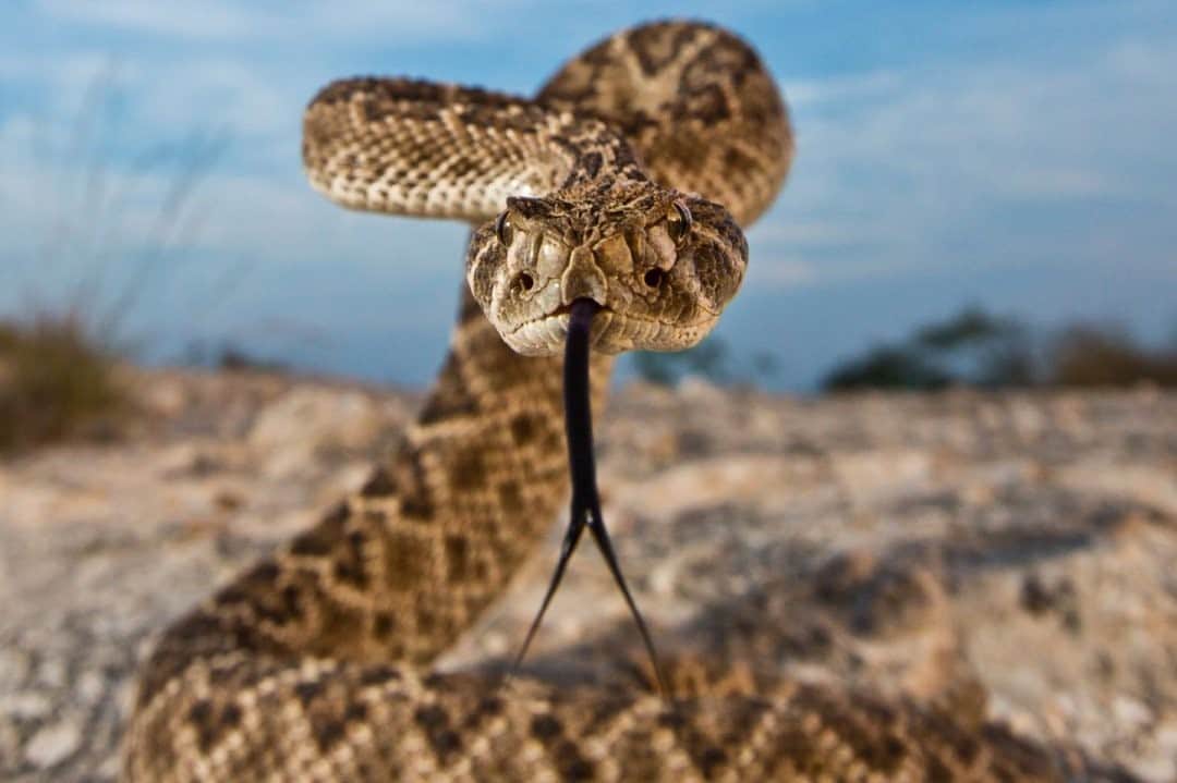 ナショナルジオグラフィックのインスタグラム