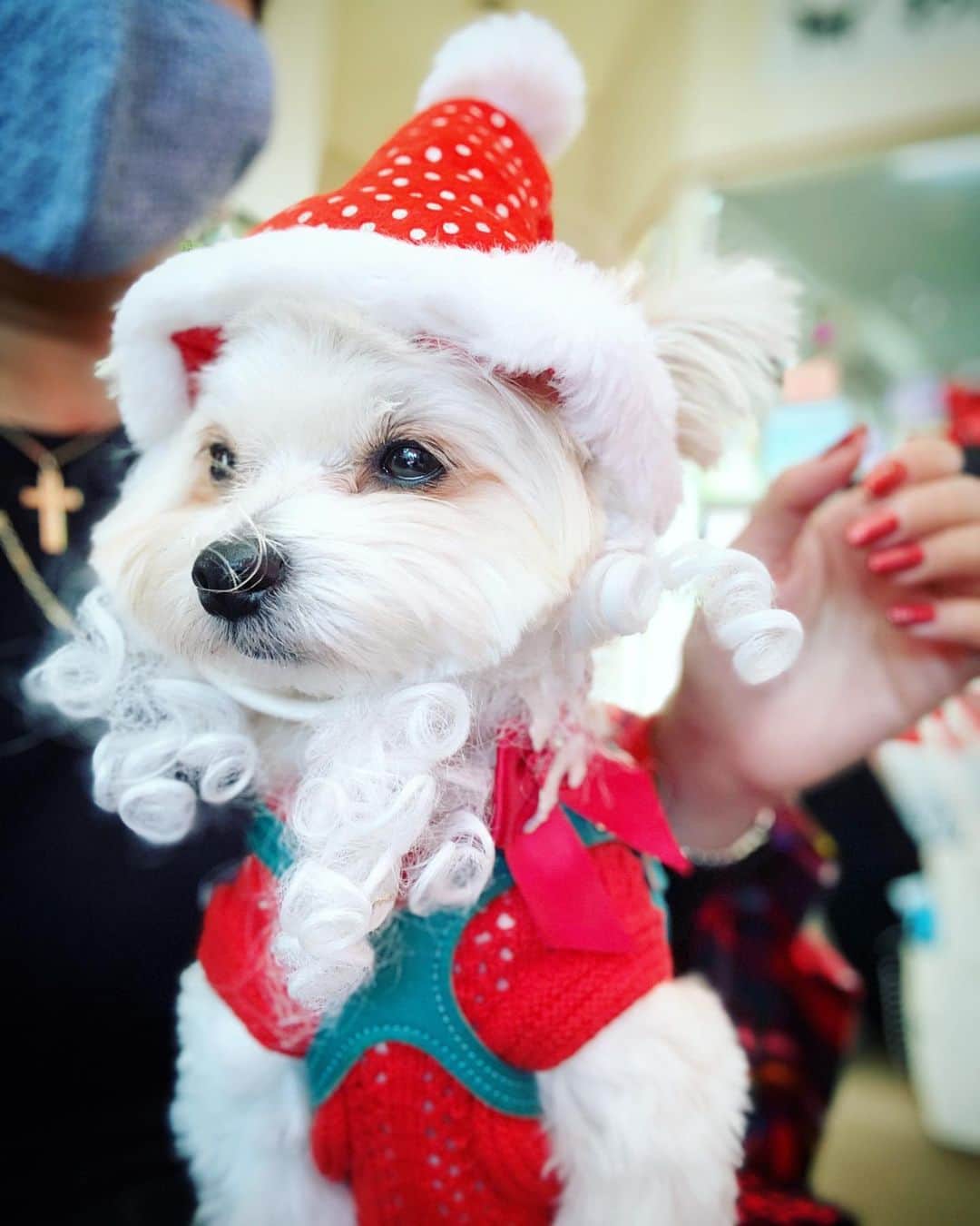 チャン・リーメイのインスタグラム：「サンタコスプレ…🎄🤶🤣 ✴︎ ✴︎ 犬に洋服なんて…🦹‍♂️⁉️ ✴︎ ハイ、、 ✴︎ 私も一緒に暮らすまでは ✴︎ そう思ってましたよ⁉️ ✴︎ ✴︎ でもこれが、、 ✴︎ なんとも……。 ✴︎ かわいいんだよネェ〜💓 ✴︎ ✴︎ 髭付き〜〜🤣🤣🤣 ✴︎ ✴︎ ✴︎ ✴︎ #犬との生活 #cristmasdog #サンタ犬 #サンタコスプレ #クリスマス会 #コスプレ犬 #親バカ🐶」