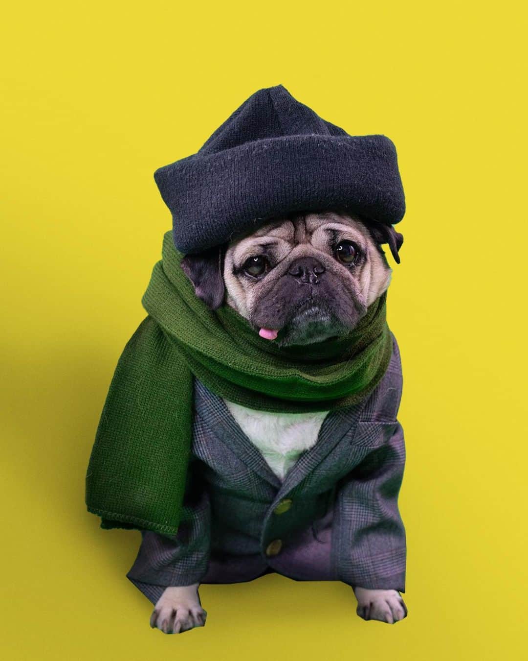 itsdougthepugさんのインスタグラム写真 - (itsdougthepugInstagram)「“Doug as Harry from Home Alone…how’d I do?” -Doug #ad   The Home Alone Collection is now streaming on #DisneyPlus!! Who wants to join me by getting the pizza ready and having a cozy night watching? @DisneyPlus」12月22日 8時59分 - itsdougthepug