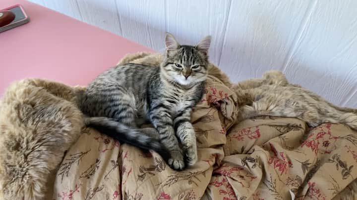 のインスタグラム：「I have a tiny obsession I have to confessssss ♥️🥺 Do u hearrr thatt? Somewhere between 25 to 150 hertz of pure angelic blisss!! 😻✨ (so many studies on how their purrs benefits humans:)) Random side note, but is why this is being posted hehe: Today is “The Great Conjunction,” an astrological alignment that sets in motion our intentions for next 20 years - so make some solid ones today!! ✨✨✨🦋 (Saturn/Jupiter conjunct, google to go deeper it’s worth ittt😉)」