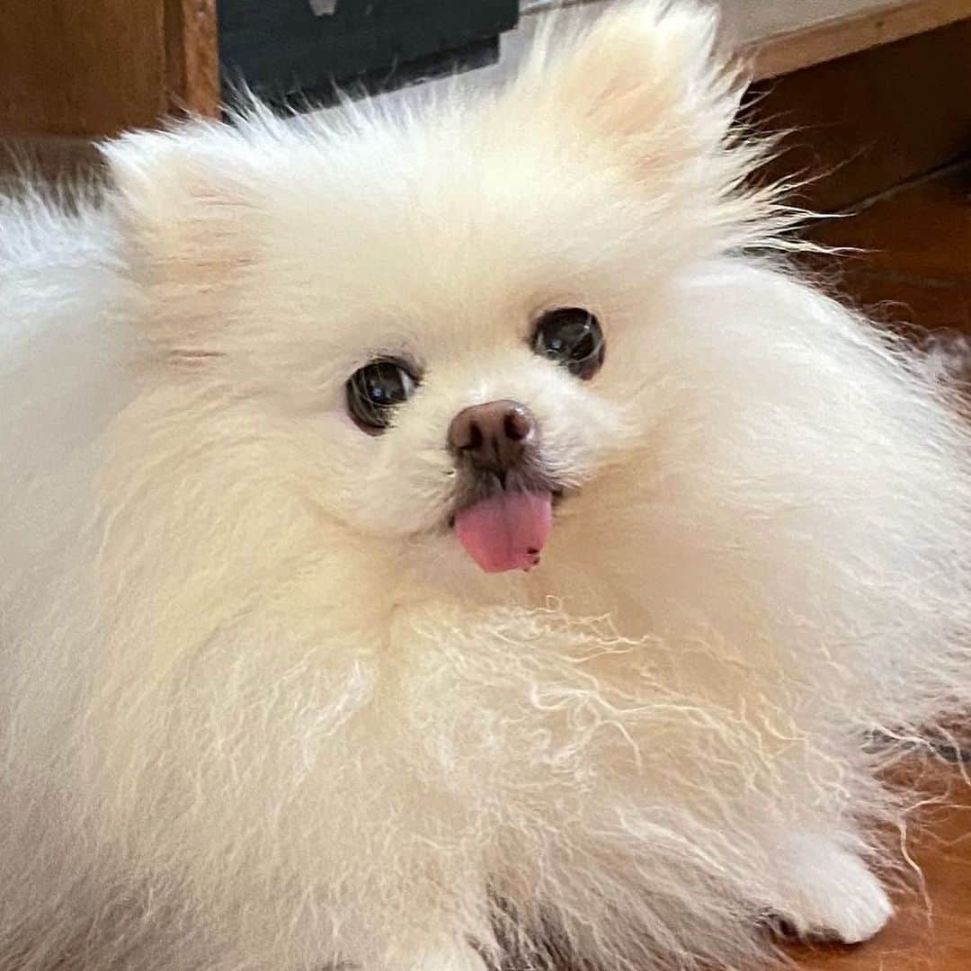 JEWELのインスタグラム：「On a scale of 1 to 1M how cute is my blep?extra points for the dirt on my tongue!🤪😋🤣 @weratedogs #petsofinstagram #dodooftheday #dogsofinstagram #weeklyfluff #fluffy #petstagram」