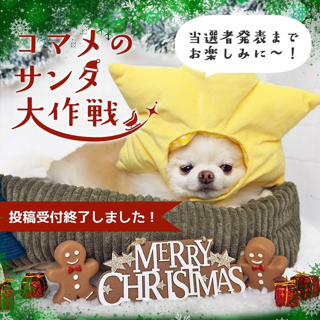 iDog&iCatさんのインスタグラム写真 - (iDog&iCatInstagram)「🎄🎅📸 はろ～、コマメだよ～。 IDOG&ICATクリスマス限定フォトコンテスト★コマメのサンタ大作戦の受付が終了したよ～  この投稿よりあとの投稿は無効になるから気を付けてね～。  たくさんの投稿ありがとう！！ 当選者発表をお楽しみに～～～★  #IDOGICAT #iDog #iCat #犬 #いぬ #猫 #ねこ #写真コンテスト #コマメのサンタ大作戦 #犬の服iDog #ペット自慢 #フォトコンテスト #クリスマス #サンタ #うちの子優勝」12月22日 9時21分 - idogicat