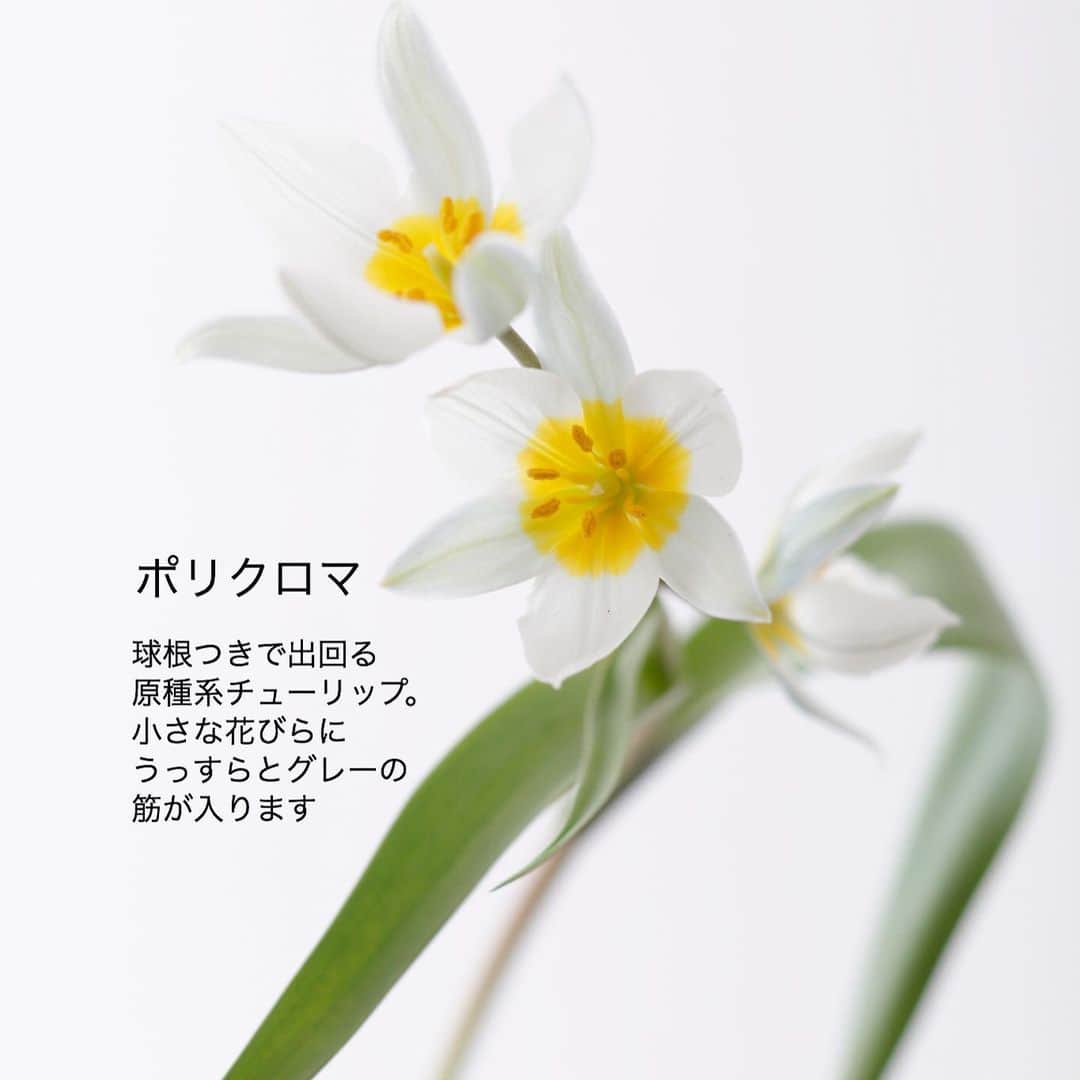 雑誌『花時間』さんのインスタグラム写真 - (雑誌『花時間』Instagram)「おはようございます。年が明けると、本格的に始まりますね！﻿ ﻿ 待ちに待ったチューリップのシーズン🌷🌷🌷﻿ ﻿ 年中出回る花が増えているなか、チューリップは期間限定。 ﻿ 花屋さんに並び始めると、﻿ 春が近づいているんだなぁと﻿ わくわくさせてくれます。  真冬でも、春を感じさせてくれる花。  コロナ禍のいまは、明るい希望になりそうです。﻿ ﻿ 以前、JAの方に伺った話では、時期によって出回る咲き方が変わるとか。 ﻿ 八重咲きなどの珍しい咲き方の品種が豊富なのは1、2月。﻿ ﻿ 卒入学シーズンの3、4月は素朴で、やさしいイメージのひと重がメインになるようです。 ﻿ クリスマスと年始用に出回っているので、初モノ🌷を飾ってみます？﻿ ﻿ では、本日も元気smile😊😊😊で頑張りましょう！ by ピーターパン﻿ ﻿ #flowers #flowerslovers #flowerstagram #flowerarrangement  #花時間 #花時間2020 #花好き #花藝 #花好きな人と繋がりたい #花が好きな人と繋がりたい #花のある生活 #花のある暮らし #花を飾る #花を飾る生活  #チューリップ  #チューリップが好き  #春の花  #ビタミンf  #新年の準備  #お正月のお花  #クリスマスの準備  #お正月の花  #切り花 #希望 #花部 #花屋さんへ行こう」12月22日 9時36分 - hanajikan_magazine