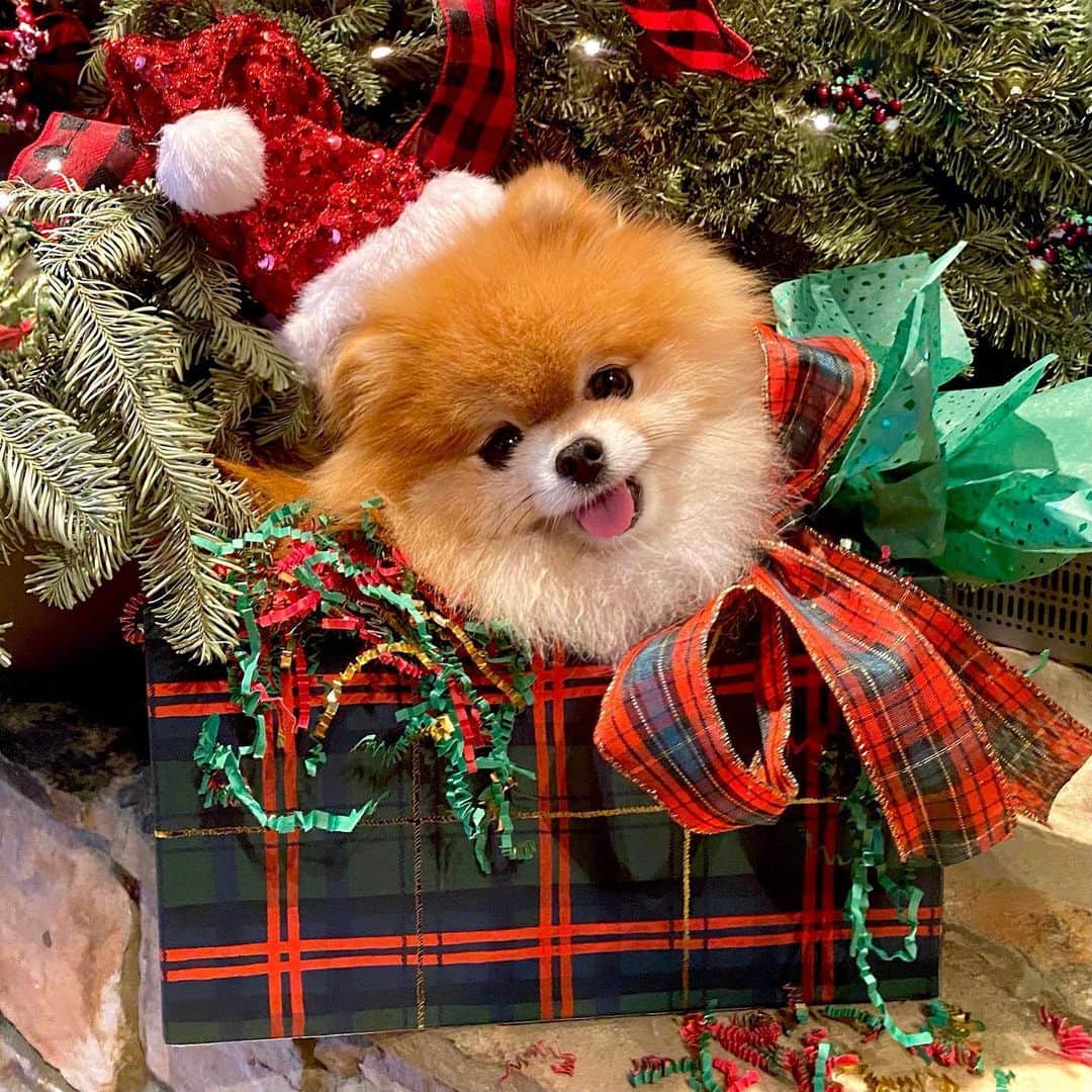 のインスタグラム：「🎶Cuz baby all I want for Christmas is you🎶The best Christmas presents this year are the ones we already have🎁🎄Grateful for my sweet Ginger girl🙏🏻🐶Wishing all our friends a safe, happy, healthy, Merry Christmas🎅🏻❤️」