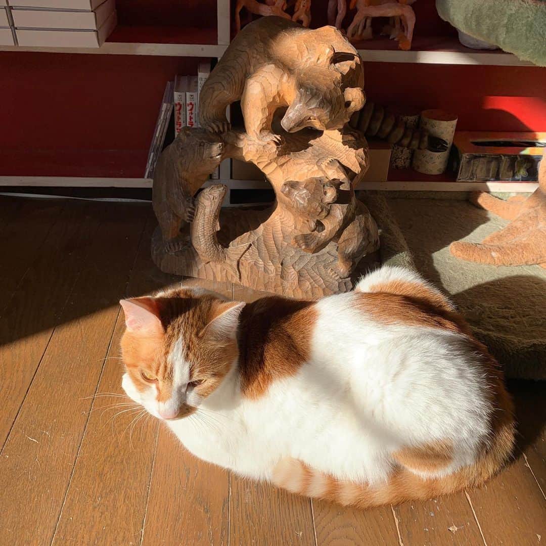 Kachimo Yoshimatsuさんのインスタグラム写真 - (Kachimo YoshimatsuInstagram)「熊(903)とおいなりちゃん。 #うちの猫ら #oinari #903 #木彫りの熊谷 #猫 #ねこ #cat #ネコ #catstagram #ネコ部 http://kachimo.exblog.jp」12月22日 10時27分 - kachimo