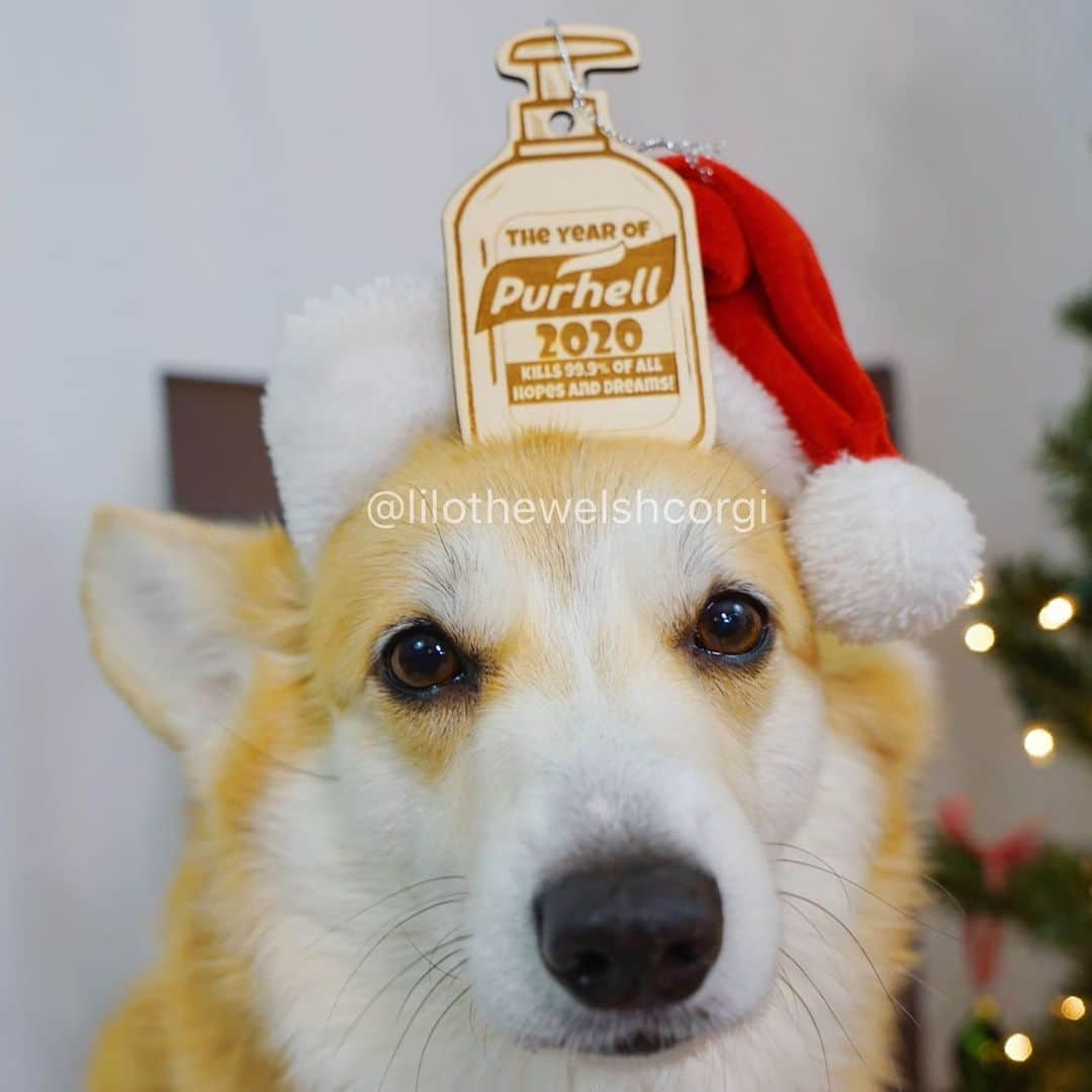 Liloさんのインスタグラム写真 - (LiloInstagram)「Is 2020 over yet woof? Ps I’m giving away holiday cards... check out my previous post for more details」12月22日 10時29分 - lilothewelshcorgi