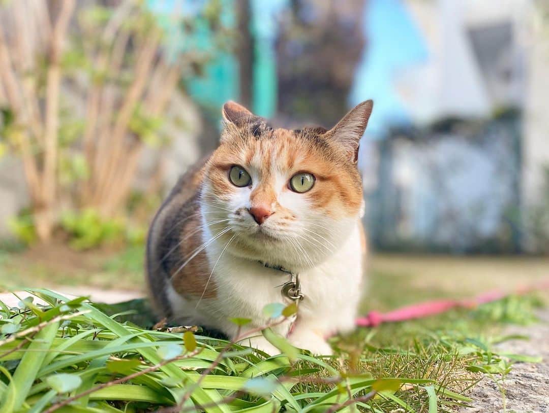 山田稔明さんのインスタグラム写真 - (山田稔明Instagram)「おはよ。お正月みたいだな。 #ポチ実 #三毛猫」12月22日 10時51分 - toshiakiyamada