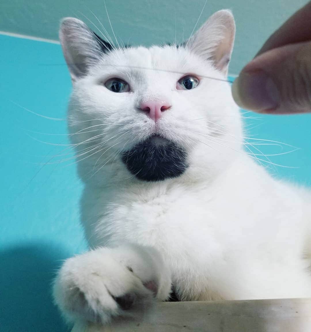 Garyのインスタグラム：「Christmas is cancelled #ifyoucanttakecareoftheblackwhiskermaybeyoushouldnthaveablackwhisker #gustopher」