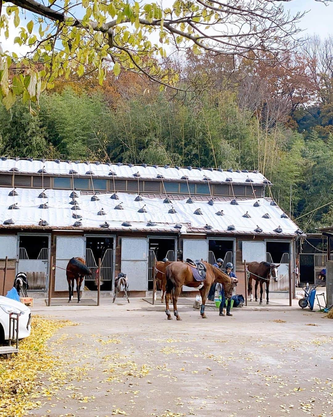 みやざきやすこさんのインスタグラム写真 - (みやざきやすこInstagram)「馬、かっこいいー😍  #馬 #馬カッコいい #育乳女神 #みやざきやすこ #乗馬したい」12月22日 11時11分 - yasuko.miyazaki333