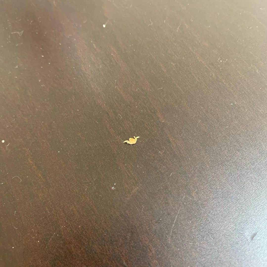 桜 稲垣早希さんのインスタグラム写真 - (桜 稲垣早希Instagram)「テーブルをなんとなくボケーと見てたら、どう見ても小さい蟹がいるのですが…。この子はどこから来たのかな…。 #テーブルに蟹」12月22日 12時07分 - sakura_inagaki_saki