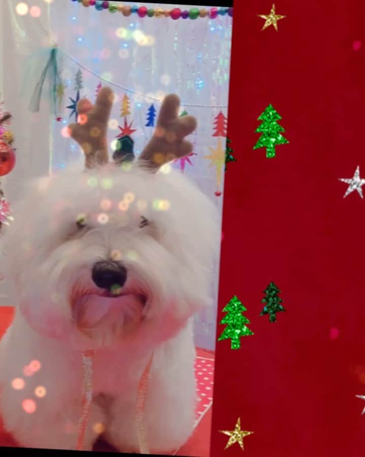 チョンダヨン（Jungdayeon）のインスタグラム：「Merry DongDong🎅🏻😁🎀 🌲🎁🎅🏻 #merrychristmas🎄 #dongdong#petstagram #petchristmas」
