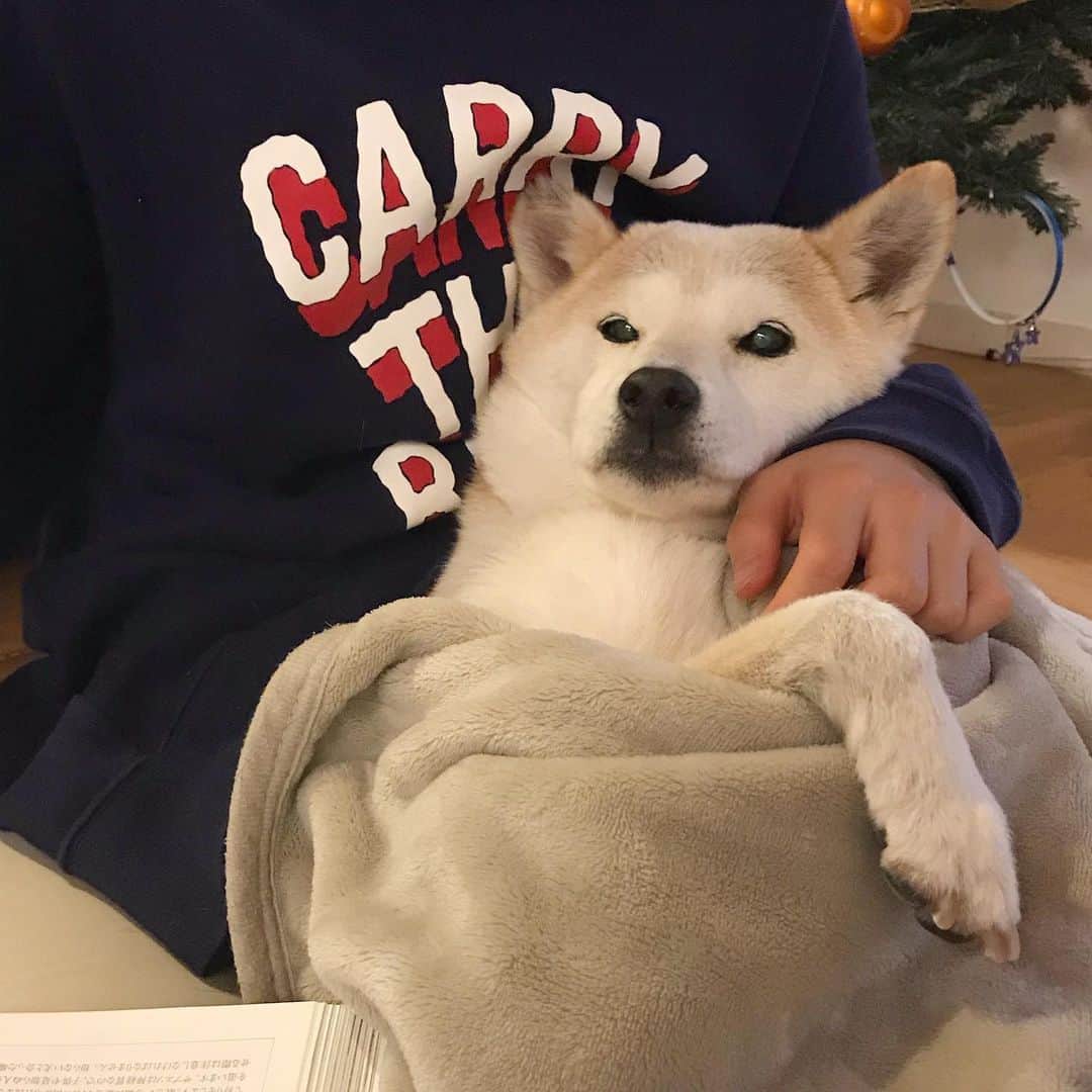 柴犬リリコのインスタグラム：「ぬくぬくは決して拒みません🐶♨️」