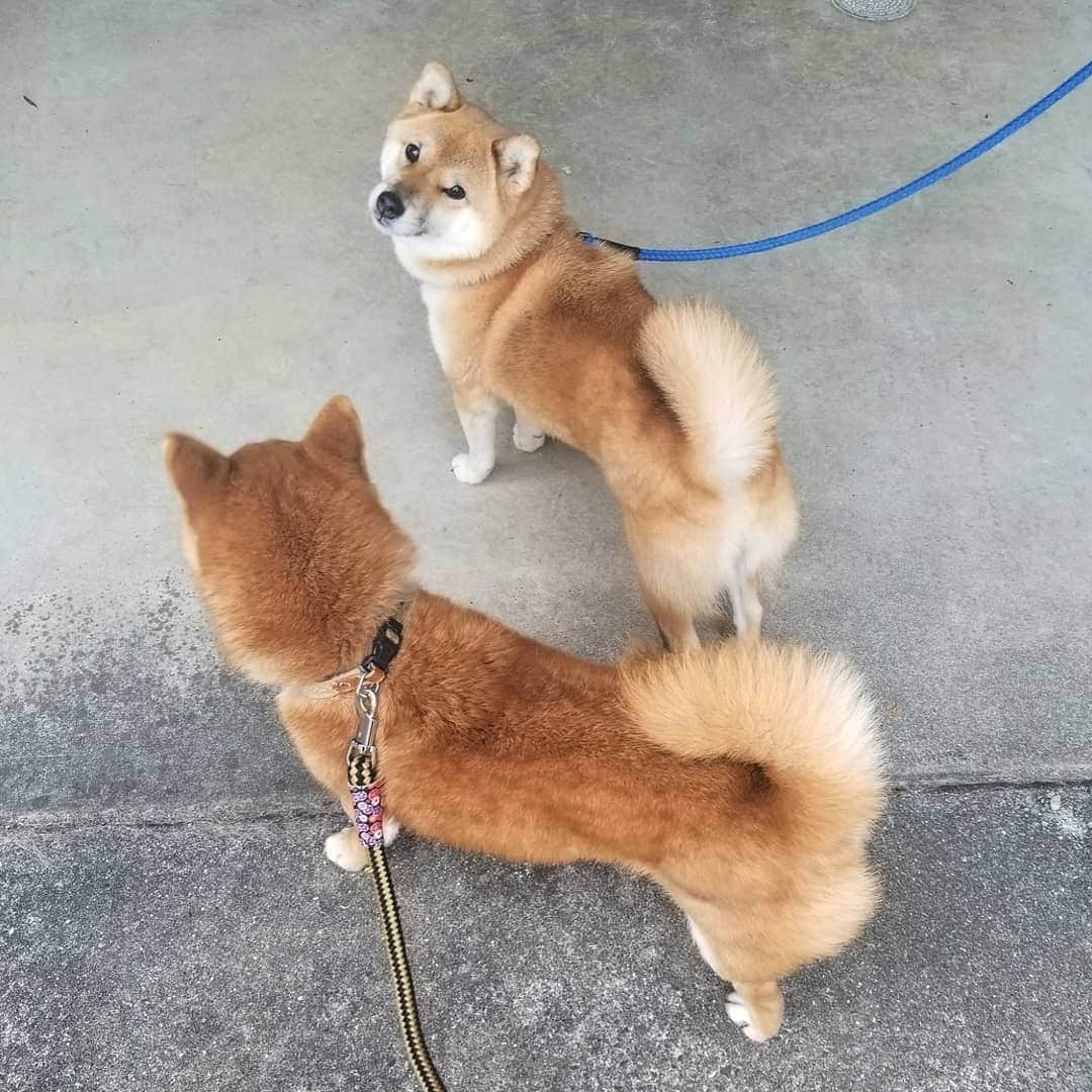 柴犬たま Shibainu Tamaさんのインスタグラム写真 - (柴犬たま Shibainu TamaInstagram)「同時に振り返ってくれない祖母と孫😑  Caption trans🇬🇧 Grandmother and grandson won't look at me at the same time😑  #柴犬たま #たママ #たまーば #たま家族 #柴犬ウニ #祖母と孫 #似た者同士 #ふわもこ #プリケツ #しっぽモフモフ #後頭部フェチ #かなりひし形 #柴犬 #shiba #shibainu #shibastagram #犬 #dog #多頭飼い」12月22日 12時20分 - tama7653