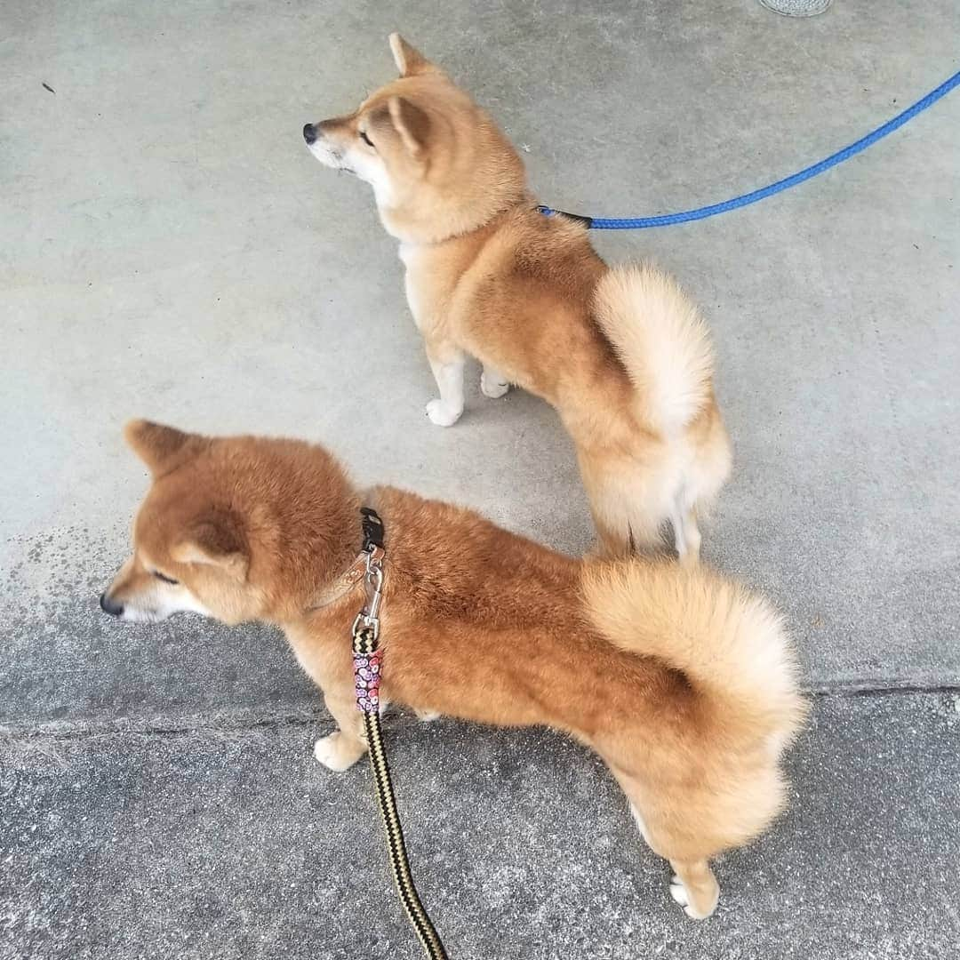 柴犬たま Shibainu Tamaさんのインスタグラム写真 - (柴犬たま Shibainu TamaInstagram)「同時に振り返ってくれない祖母と孫😑  Caption trans🇬🇧 Grandmother and grandson won't look at me at the same time😑  #柴犬たま #たママ #たまーば #たま家族 #柴犬ウニ #祖母と孫 #似た者同士 #ふわもこ #プリケツ #しっぽモフモフ #後頭部フェチ #かなりひし形 #柴犬 #shiba #shibainu #shibastagram #犬 #dog #多頭飼い」12月22日 12時20分 - tama7653