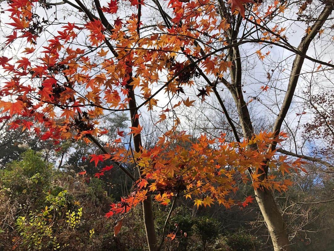 望木聡子さんのインスタグラム写真 - (望木聡子Instagram)「#鬼滅の刃 の舞台に似ているとして聖地になりつつある #愛知県 #犬山市 の #明治村 🐶  取材日にもコスプレイヤーの方に出会いました。 よもやよもや、なんとクオリティの高い…！ お見事です👏💓  写真２枚目から順に #無限列車 にそっくり！？な蒸気機関車 その内部 #蝶屋敷 にそっくり！？な病室 煉獄さんの髪色にそっくり！？な #紅葉 (最後のはわたしが勝手に見つけただけです笑)  聖地化している理由がよくわかりました🔥 村内に鬼はいませんのでご安心を…  #竈門炭治郎 #煉獄杏寿郎 #鬼滅の刃好きと繋がりたい #メーテレ #ドデスカ #アナウンサー #望木聡子」12月22日 12時21分 - satoko_mochiki