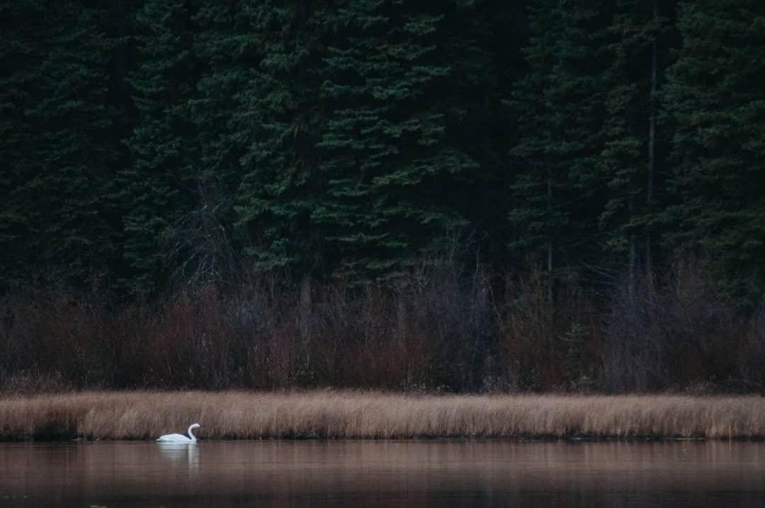 National Geographic Travelさんのインスタグラム写真 - (National Geographic TravelInstagram)「Photo by @steven_gnam / A tundra swan glides along the edge of a forested lake in northern Montana. #swan」12月22日 12時34分 - natgeotravel