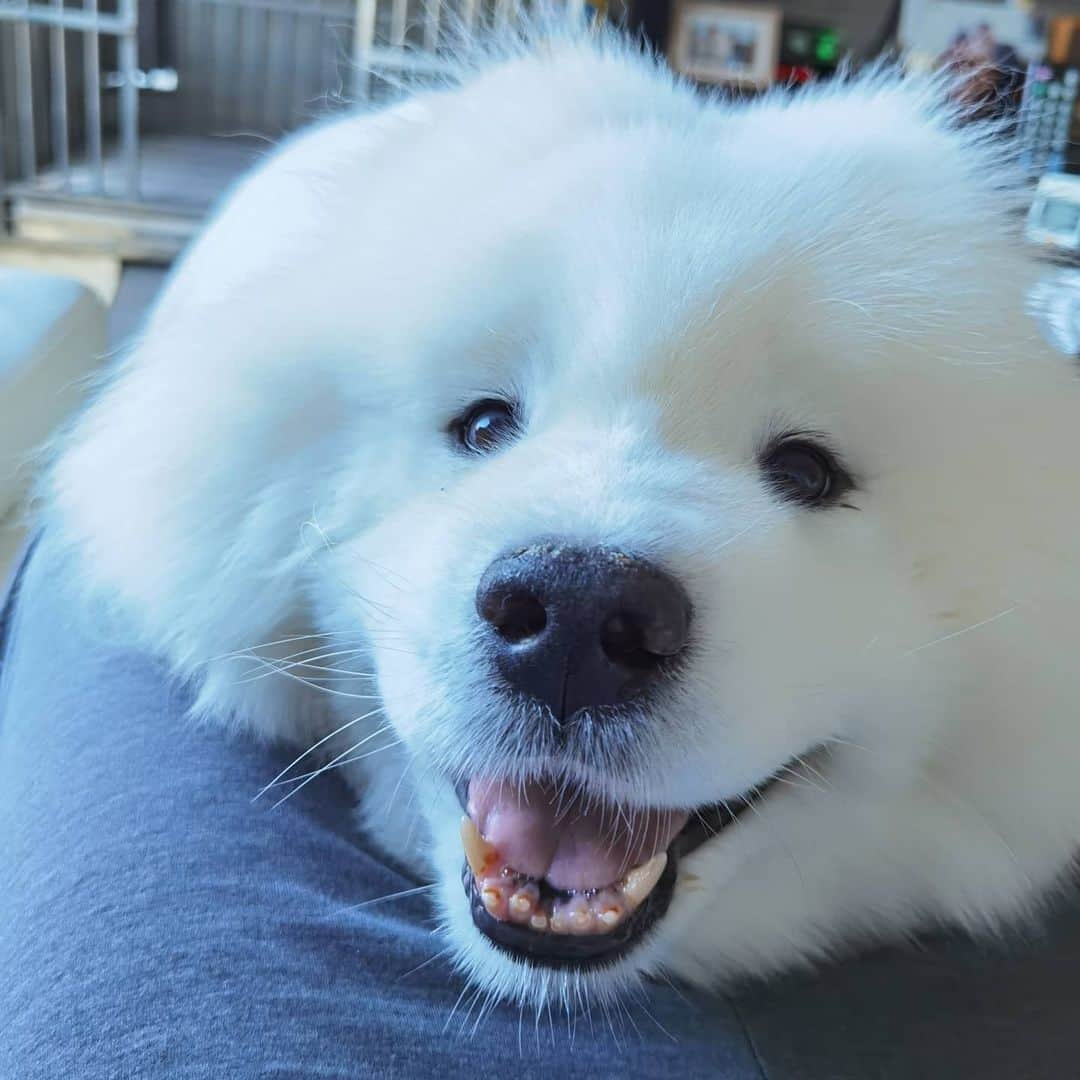 Alex Toのインスタグラム：「Hi~ 😃😃😃 #cute #dog #doglover #dogsofinstagram #dogoftheday #dogofthedayjp #dogstagram #fluffy #hkig #hongkong #ilovemydog #instadog #instagood #instamood #instagraphy #instapic #samoyedoninstagram #pet #petlovers #petsofinstagram #petstagram #photooftheday #puppy #pupsofinstagram #samoyed #samoyedsofinstagram #webstagram #犬 #サモエド」