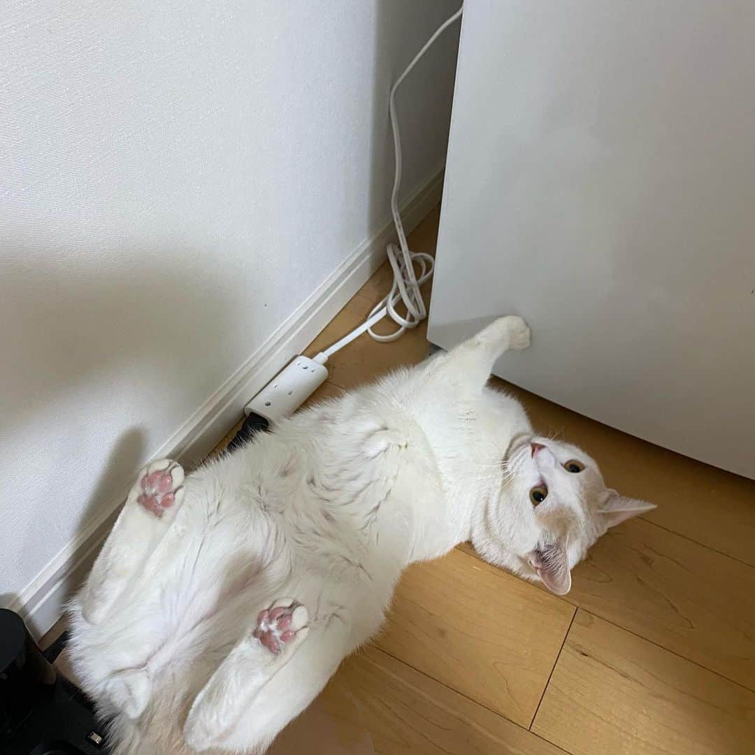 サンシャイン池崎さんのインスタグラム写真 - (サンシャイン池崎Instagram)「冷蔵庫の下に何かしらをサンシャイーーーンさせてしまったの図。  #猫 #猫の森 #雷ちゃん」12月22日 12時51分 - ikezaki_yeah