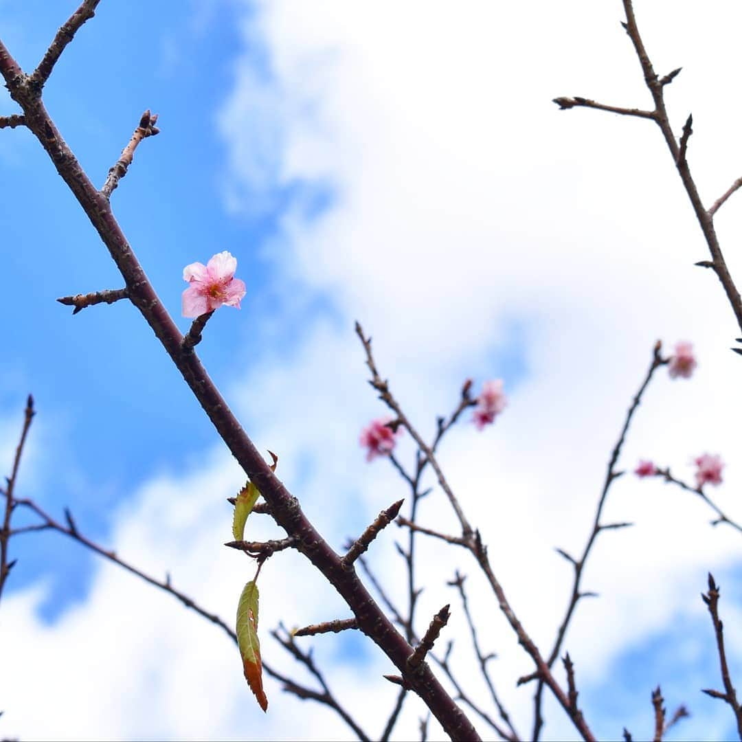 ホテルニューアカオ　熱海温泉＆リゾートのインスタグラム：「【あたみ桜】  日本古来の桜ではなく、インド原産の寒桜の一種で、 実はイタリア人の手によってレモンと共に 明治初期に熱海へ伝わったと言われています。  沖縄の寒緋桜と並んで早咲きの桜として有名ですが、 アカオリゾート公国内のあたみ桜も 早くも咲いてしまいました😆🌸(12月22日撮影) なんて慌てんぼう!!早とちり!! 今年は例年に比べ晴天続きでしたので、 暖かすぎて時期ボケしてしまったようです💧  あたみ桜は1ヶ月ほど開花期間があるので 少し早い春の訪れをご鑑賞いただけます♪」