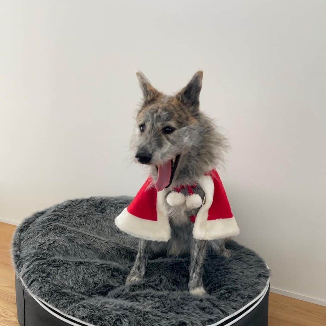 Naomiのインスタグラム：「ケーキもチキンも準備してるからね🎄  #琉球犬mix #ycdなんくる倶楽部」