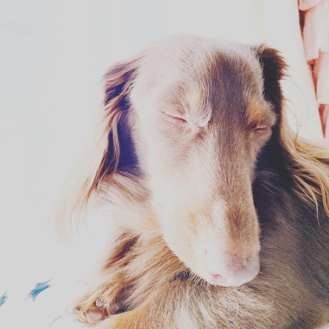 永井裕子さんのインスタグラム写真 - (永井裕子Instagram)「お日様の光を浴びて 気持ちよさそうに…  お昼寝…❤️  おやすみ❤️  #永井裕子  #犬との暮らし  #みにちゅあだっくすふんど  #11さい🐶  #ちょこたんダックス  #穏やかな午後」12月22日 13時16分 - yuko_nagai_