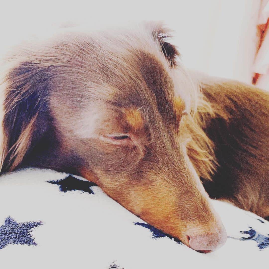 永井裕子さんのインスタグラム写真 - (永井裕子Instagram)「お日様の光を浴びて 気持ちよさそうに…  お昼寝…❤️  おやすみ❤️  #永井裕子  #犬との暮らし  #みにちゅあだっくすふんど  #11さい🐶  #ちょこたんダックス  #穏やかな午後」12月22日 13時16分 - yuko_nagai_