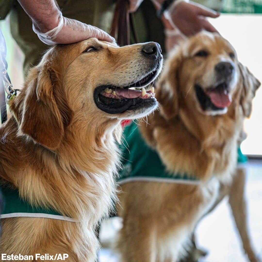 ABC Newsさんのインスタグラム写真 - (ABC NewsInstagram)「Police handlers and COVID-19 sniffer dogs give a demonstration at the Arturo Merino Benítez International Airport in Santiago, Chile. The sniffer dogs will begin working at the airport this week, according to the Interior Minister’s office. Trainers say the dogs are able to detect a scent associated with COVID-19.」12月22日 13時31分 - abcnews