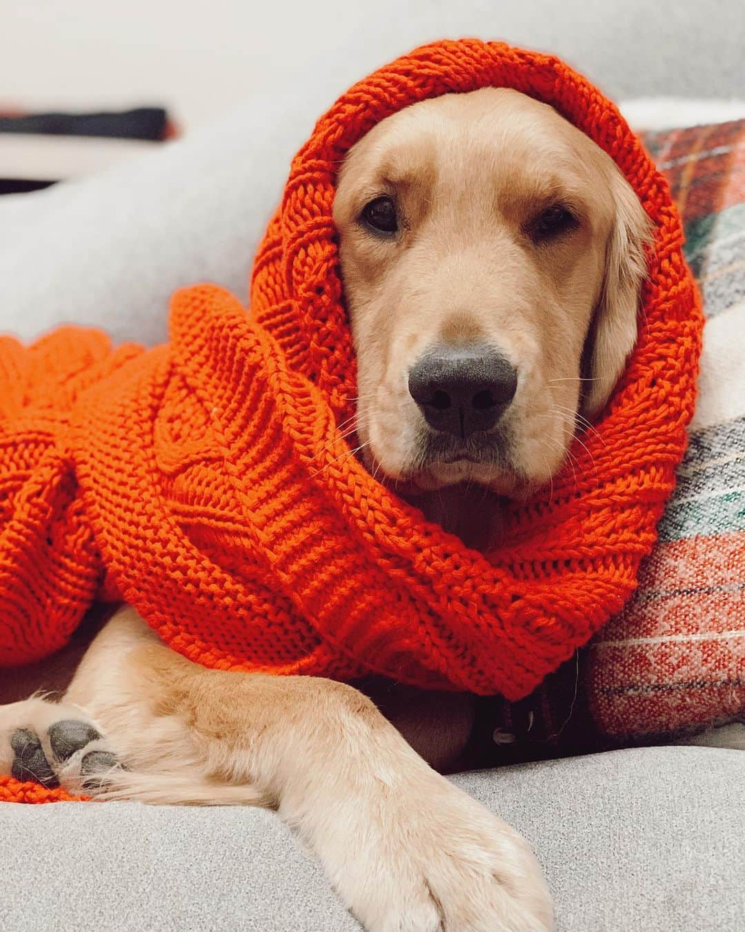 ケイトリン・ブリストーさんのインスタグラム写真 - (ケイトリン・ブリストーInstagram)「Pinot has a joke for everyone.  What did 50 cent say to his grandma when she knit him a blanket? G g g g gee U knit? He’s here all night. Thank you. And goodnight #DontForgetToTipYourWaitressOnTheWayOut」12月22日 13時32分 - kaitlynbristowe