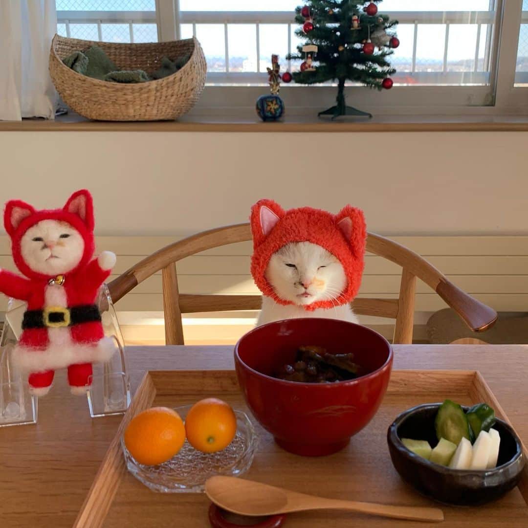 マルのインスタグラム：「🍊冬至の日の残りものの かぼちゃのいとこ煮 一緒に食べゆぅぅぅ？₍^·͈༝·͈^ฅ 。 の、多い。。。笑 . 🥦ブロッコリーの茎だけ #ぬか床  美味しいよ . #おやつの時間#猫にゃんだけど猫耳 #おうち時間#cat#おうちカフェ#猫#三毛猫#ねこ部#猫との暮らし#猫とインテリア#catstagram#instagood #ペコねこ部#cute#ふわもこ部#にゃんすたぐらむ#暮らし#stayhome#日々の暮らし#クリスマス」
