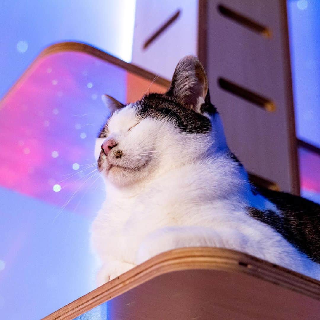 マアルのインスタグラム：「ラテさん #🐱 #北海道 #旭川  @psmaaru #catsofinstagram #meowfeature #kitty #catoftheday #pleasantcat #instacat #dailycat #meowed #katze #happycatclub #cats_of_day #petsofinstagram #neko #catfeature #catlover #cats #weeklyfluff #cat #catloversclub #excellent_cats #kitty #catphoto #cats_of_instagram #냥스타그램 #고양이 #แมว」