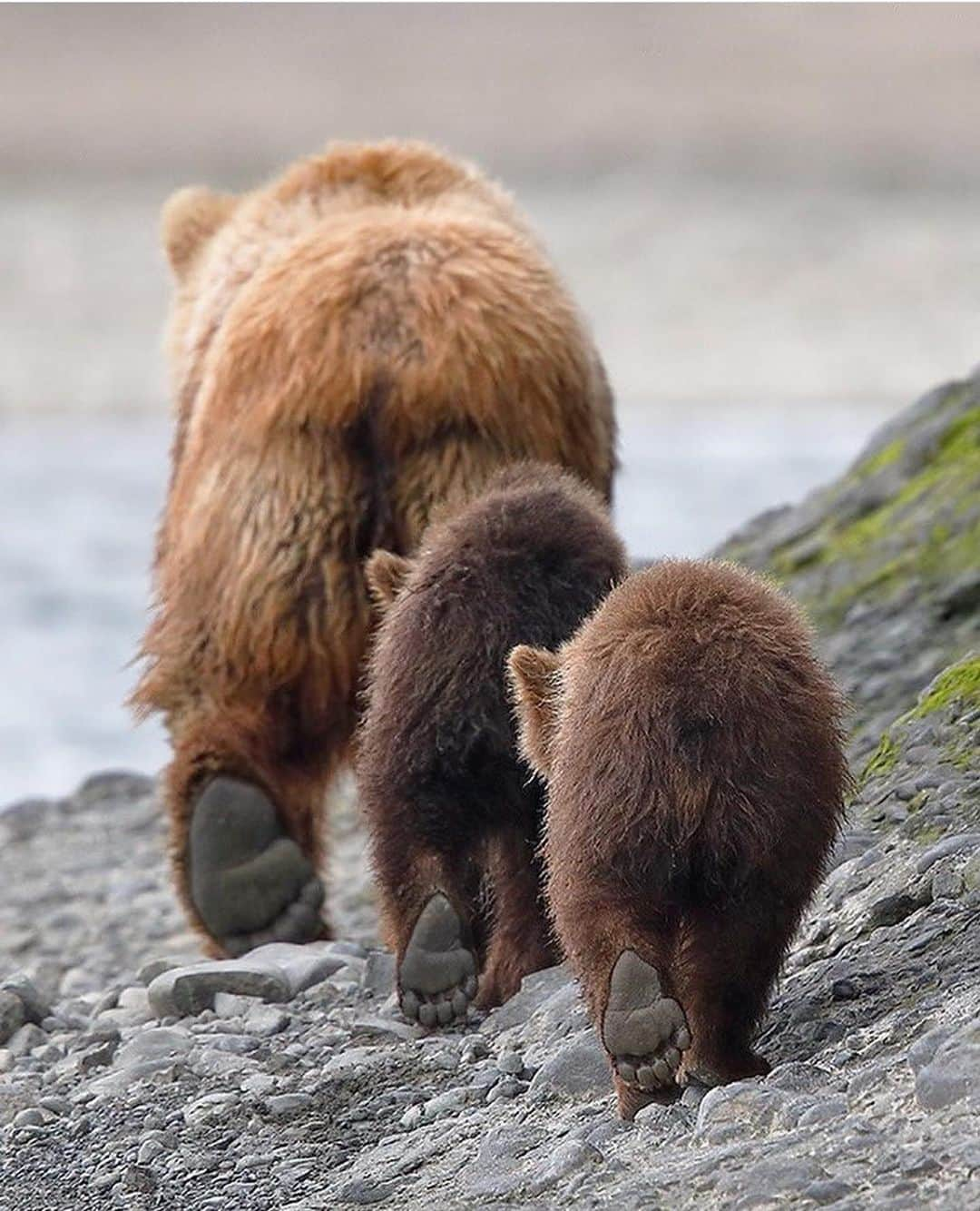 トレ・クールさんのインスタグラム写真 - (トレ・クールInstagram)「Once upon a time there were three bears...」12月22日 15時05分 - trecool